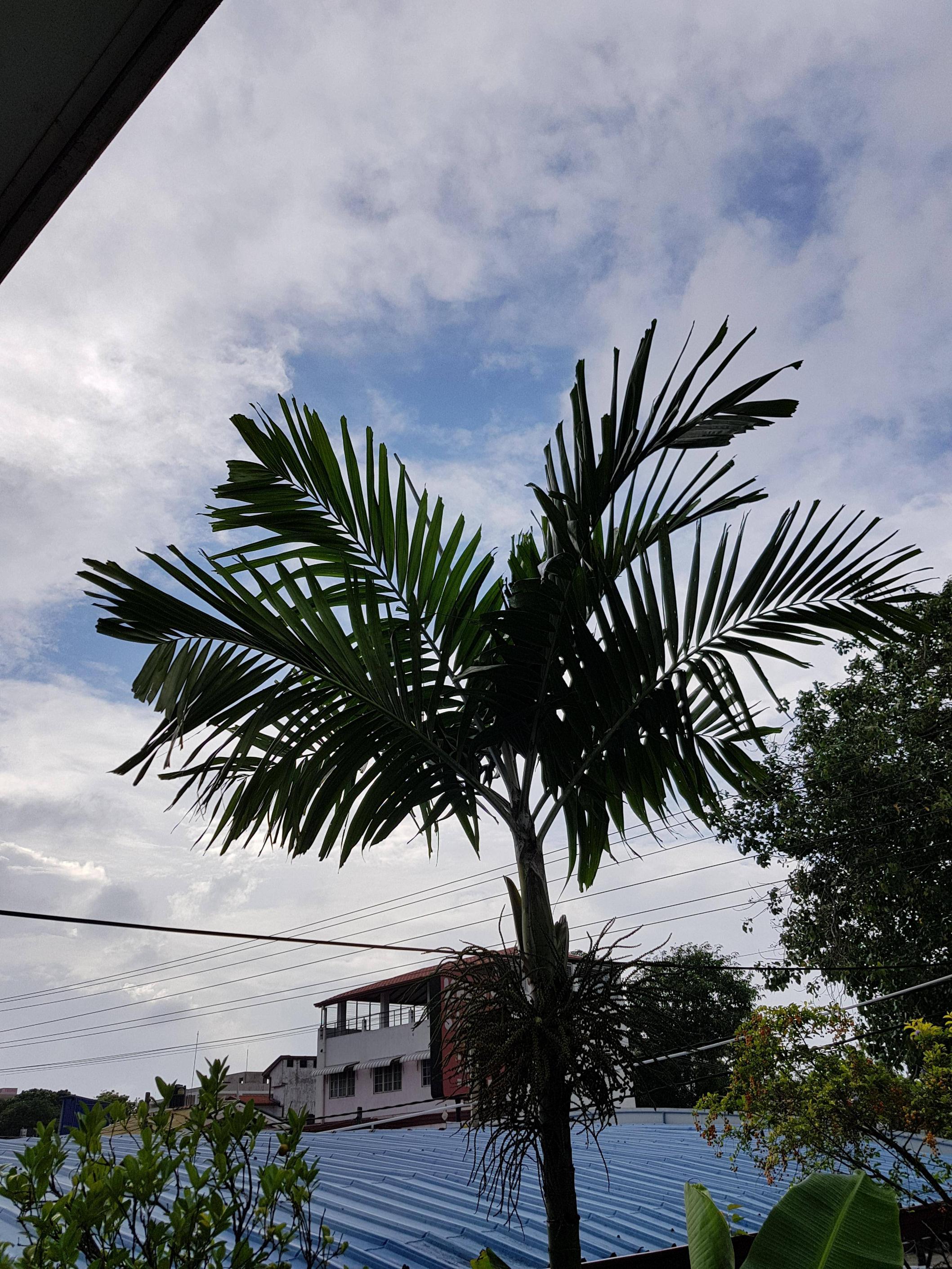 Google Camera 5.0 With HDR+ For Exynos Galaxy S7/S8/Note 8