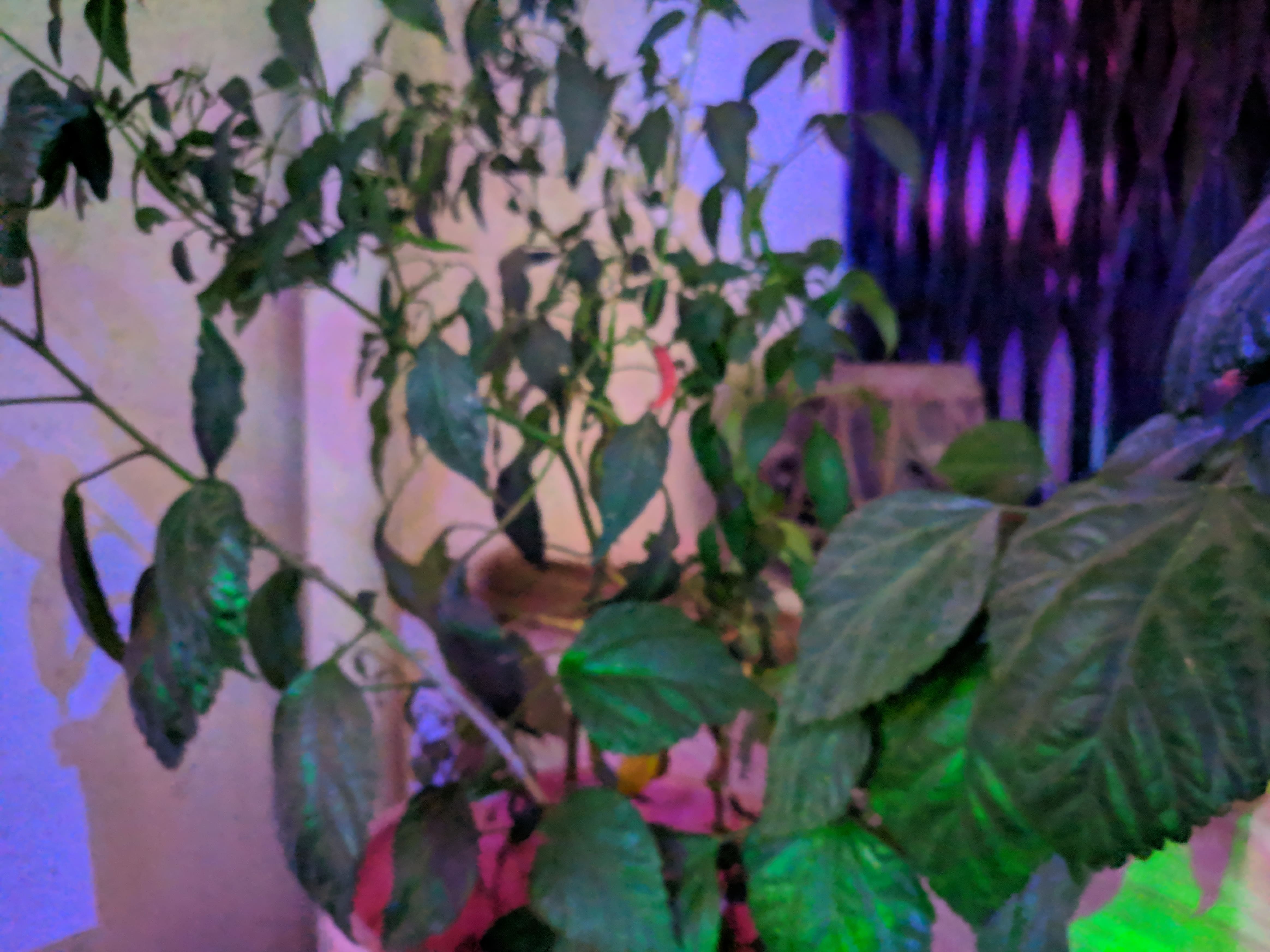 nightsight camera on oneplus 6