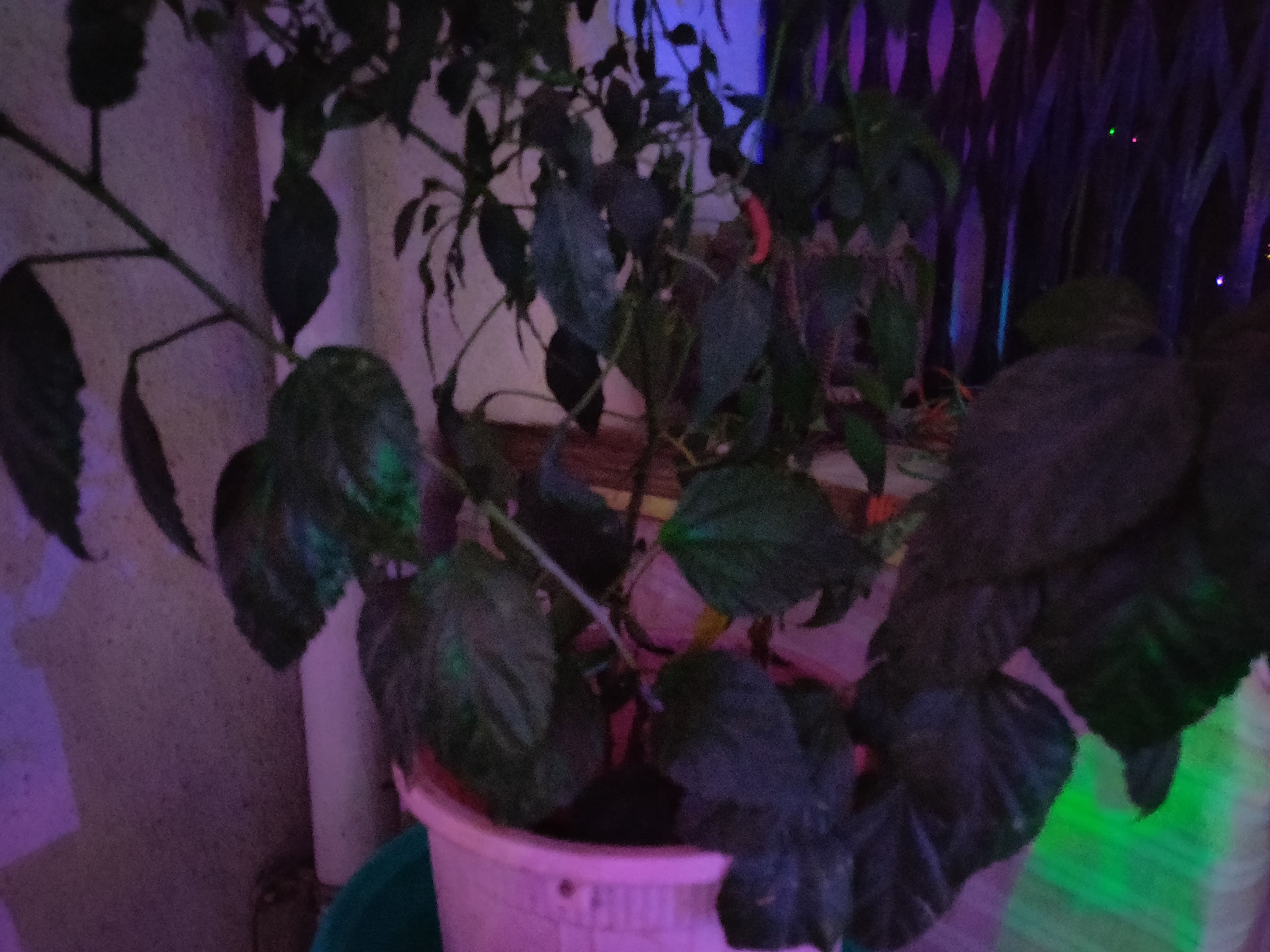 nightscape mode off