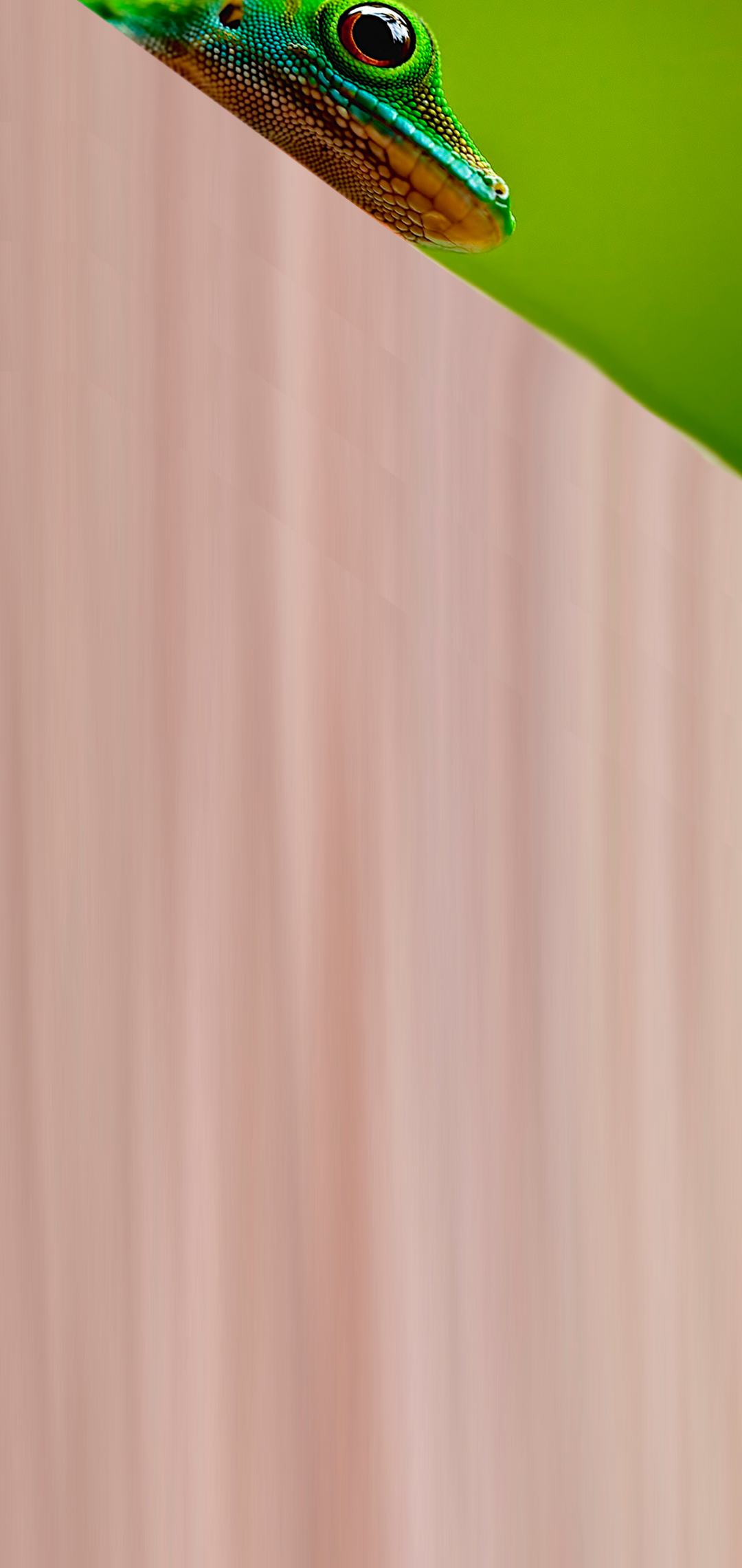 geko hole-punch wallpaper