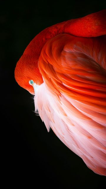orange wallpapers